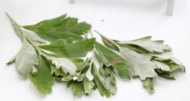 泡脚|无论男女,泡脚时加上艾草,不出1个月,身体会出现5个喜人变化!