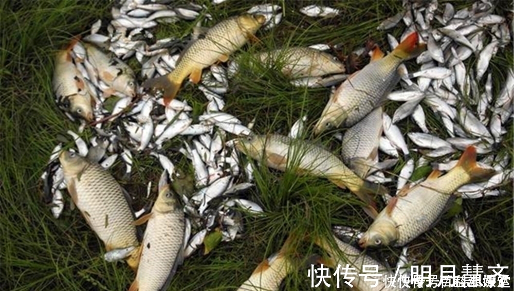 野钓|野钓选钓位最好找鱼道，这些地形都是鱼道，选对位置不愁钓不到鱼