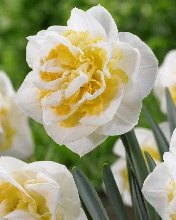 这花真能开,4个球开出28朵花,一颗就能开爆盆!