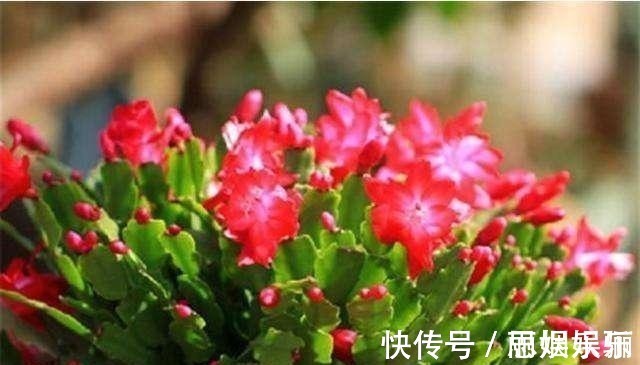 透水|蟹爪兰浇水的“小技巧”,一学就会,叶片杠杠厚,花苞压弯枝