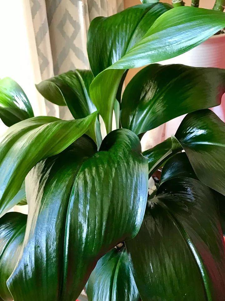 用它喷在花叶子上,不招虫长的快,叶子绿油油!