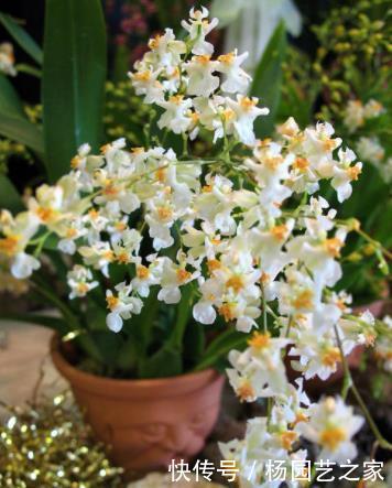 尽可能选择|它一棵开花满屋飘香,而且很好养,因为它自带养分“储存器”!
