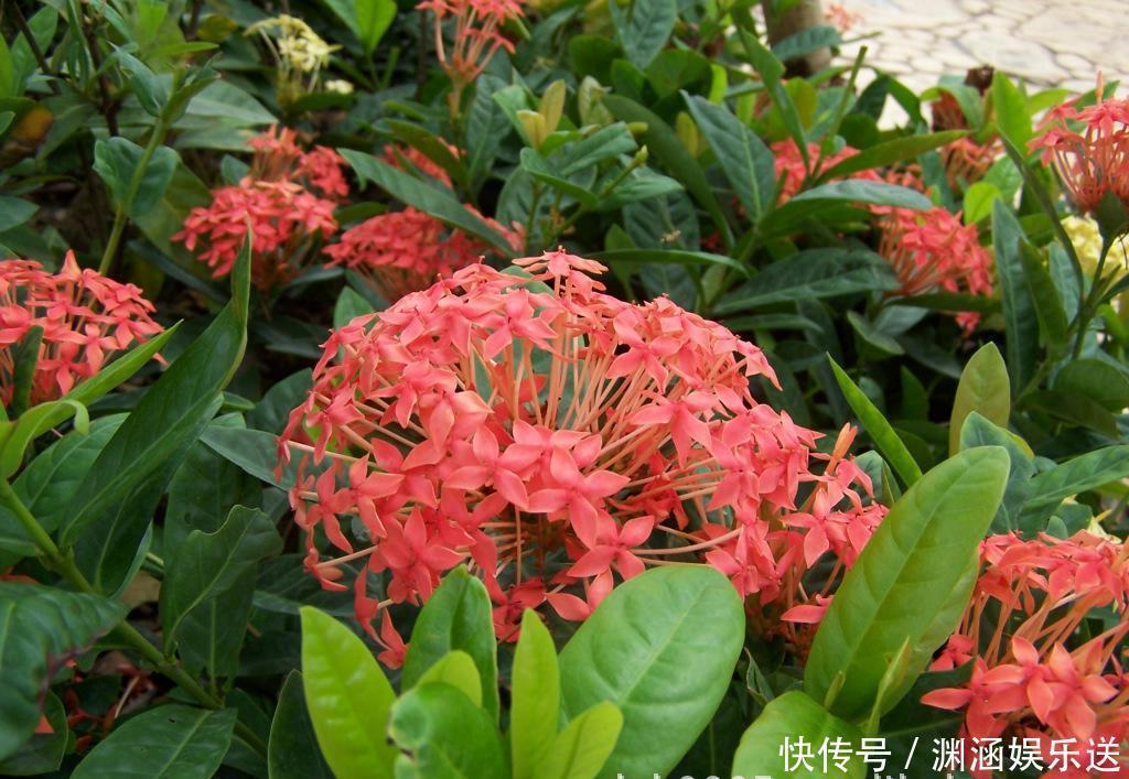 此花是寓意着要积极向前的花,就像是红色的绣球一样