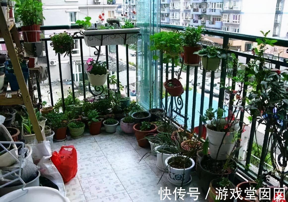 在家中这三个地方乱养花,说了也不听,难怪植物黄叶又烂根