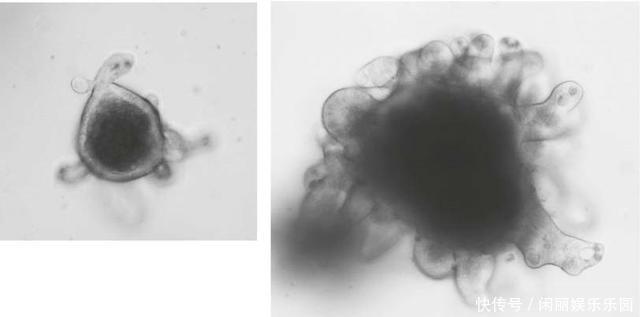 重大突破!华盛顿大学用“返老还童”酶使剩余寿命延长2.3倍