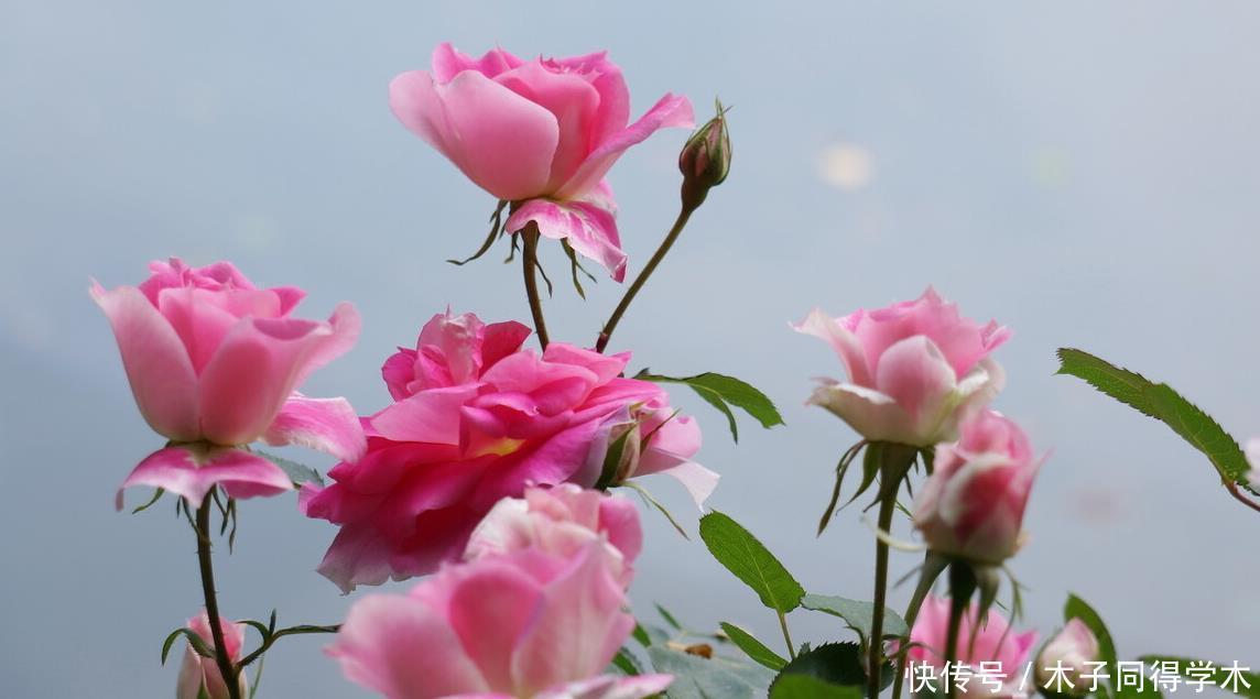 封闭阳台这几种花最好不要入手,因为实在不好养