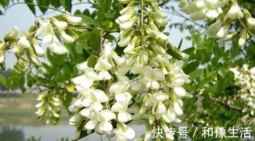 蜂蜜|前列腺炎患者的“福音”來了，堅持吃一周，消炎排毒，更有男人味