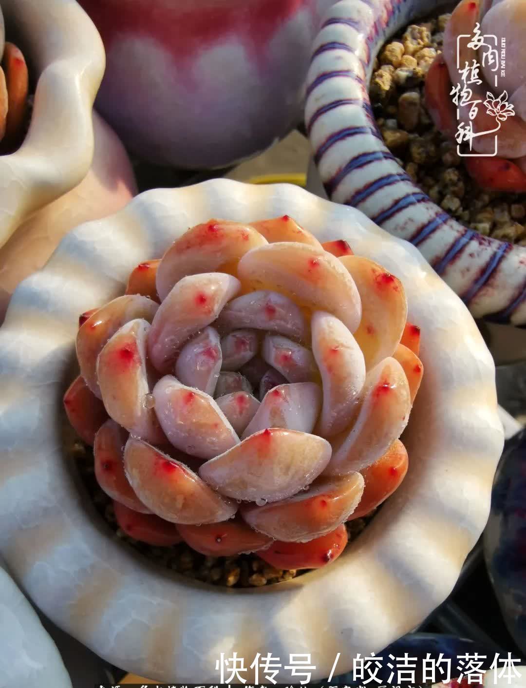 百度|我与多肉那些不得不说的故事!