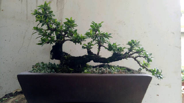 小叶鼠李微盆景,剃头开始,换个发型就是帅哥,爱上微盆景没商量