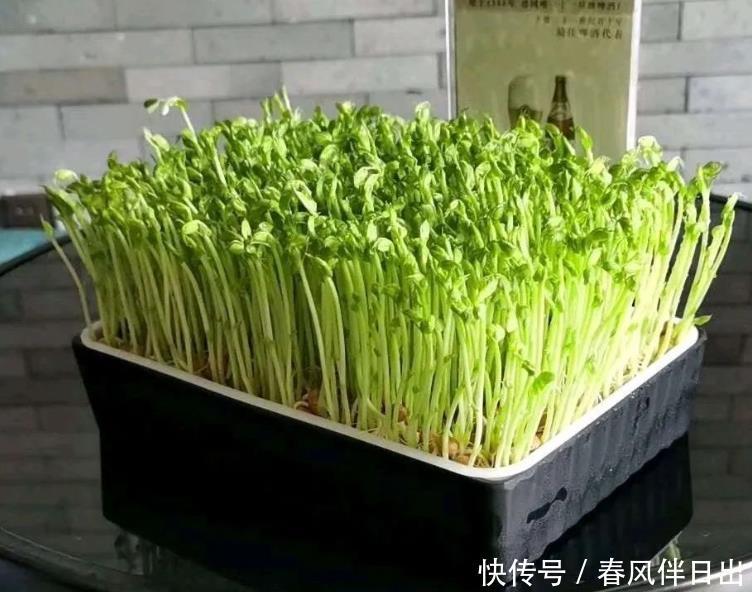 冬天也能快速收获的蔬菜,放在阳光下喷点水,七天就能吃一次