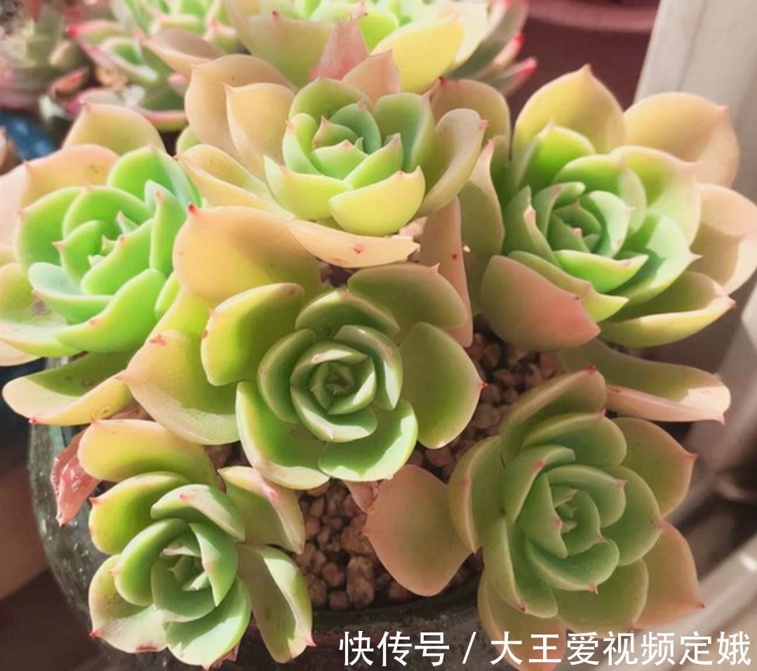 植株|多肉柠檬玫瑰太好养了吧，4个小技巧养出手捧花，颜值超级漂亮
