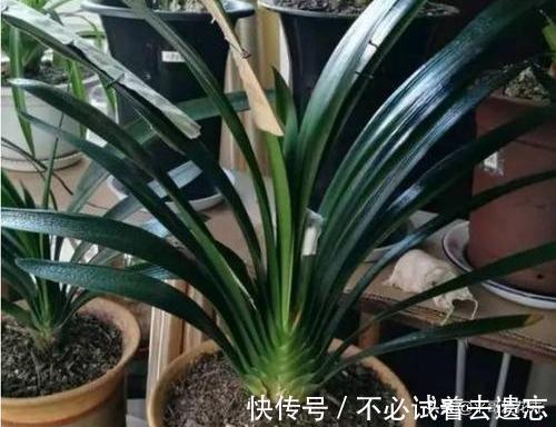 8月养君子兰，浇水是“关键”，教你学“2招”，根壮叶绿、开花艳