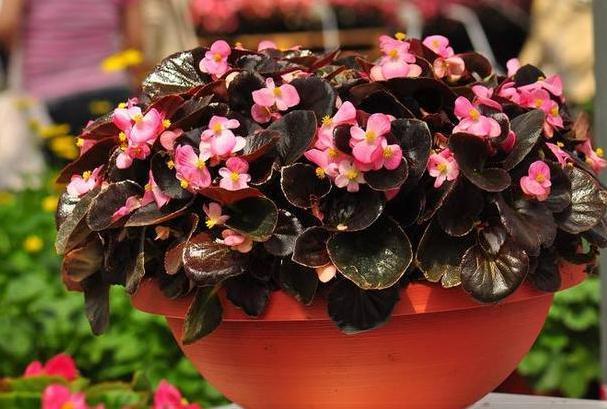 养花烦恼浇对水太难牢记5个重点,盆栽不烂根、少走弯路