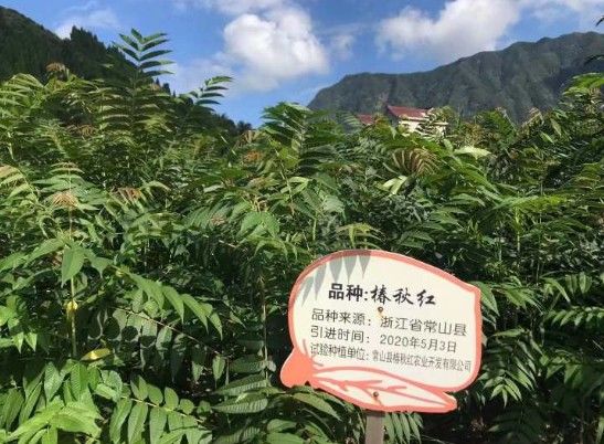 中国林科院亚热带林业研究所|秋天第一口“鲜嫩”来了！浙江姑娘直播带货：9.9元一把卖疯