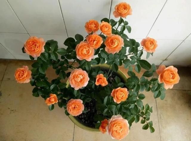 几种很耐热耐晒的开花植物,寒冷地区可露地栽种,花量多,花期长