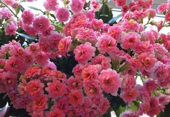 花儿|养花肥:盆里放个蛋,1年不用施肥,花儿照样开爆盆!