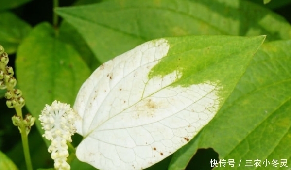 乡下一种叫“三白草”的野草,能入药价值极高,成了稀罕物