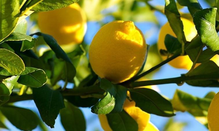 家中有异味推荐养盆柠檬树,不仅清香驱味,结果还有口福