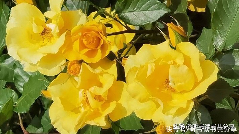 北京城|北京城月季花开千万朵，个中最美属黄色