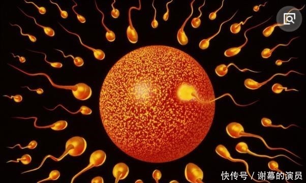 卵巢|你知道吗女人一生最佳受孕机会只有48次,错过了就没有了
