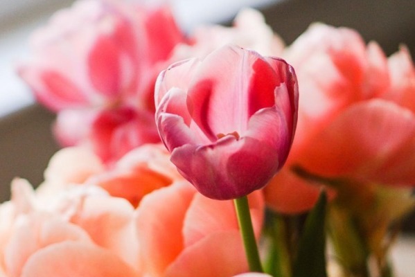 生肖|“吃软不吃硬”的4大生肖女,只能被丈夫宠着,吵架从不低头