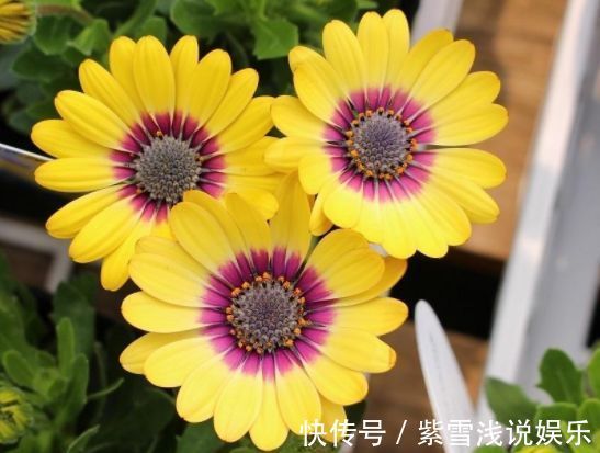 客厅养花,不如养盆“玫瑰精品”3D玫瑰,花瓣层层叠叠,如梦如幻