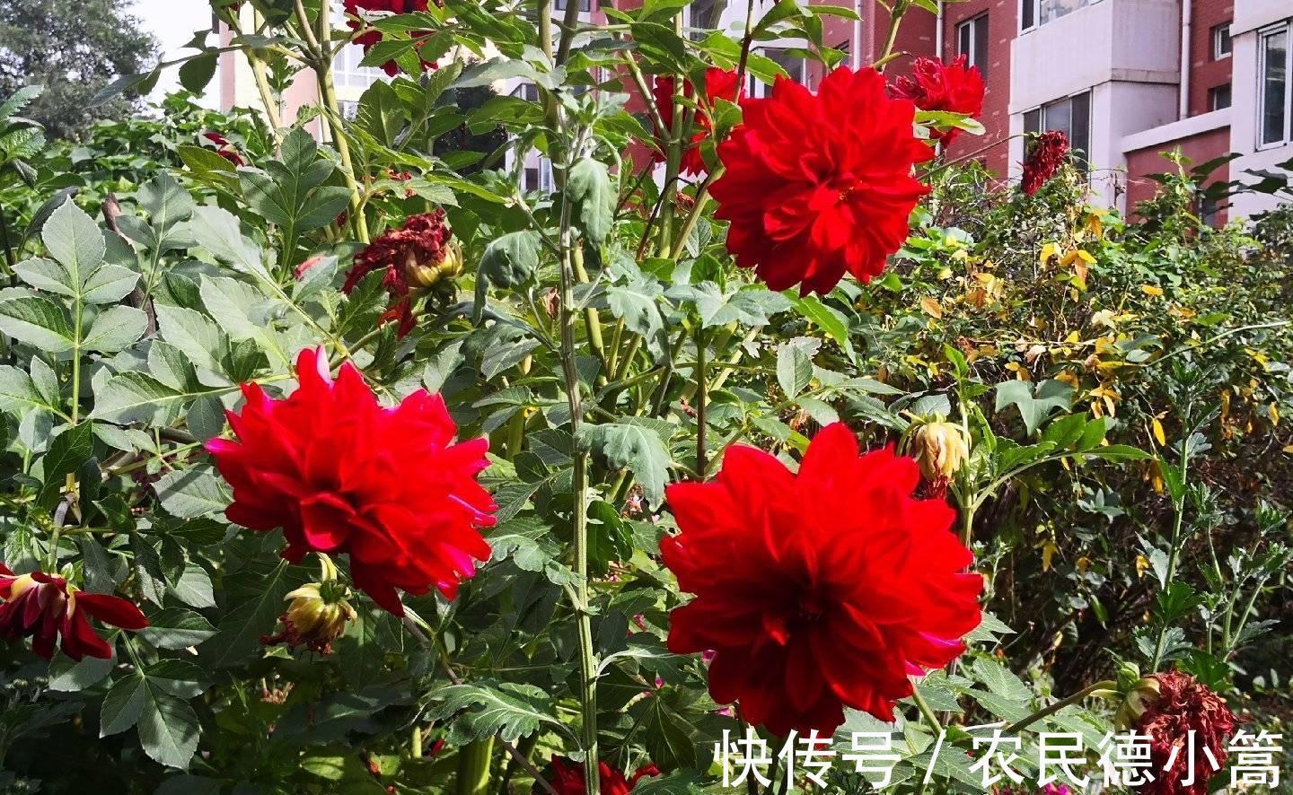 大红色|露台、小院可养一种花，花比碗口大花色鲜艳，开不停