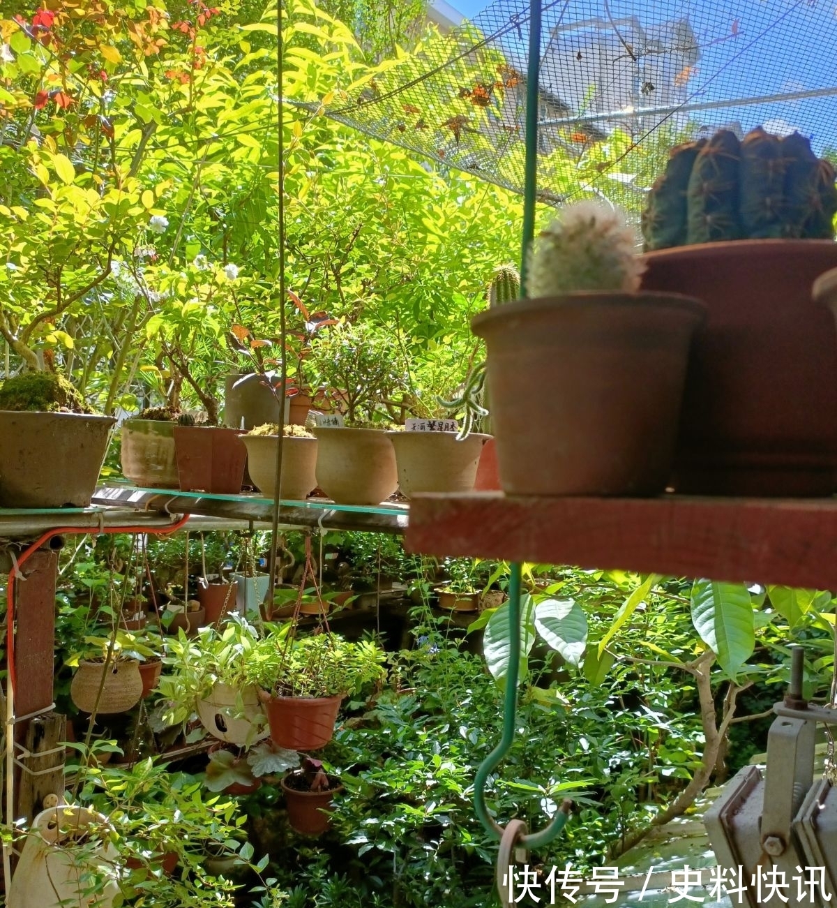 农村没人住的小平房,8万块钱就能买下来,拿来养花正好