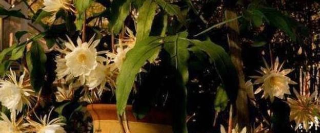 美人|世界上最短暂的花像月下的美人,盛开2小时后就凋谢