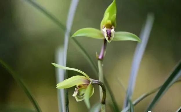 养好兰花的口诀,书本上学不到的经验,喜欢就收藏吧