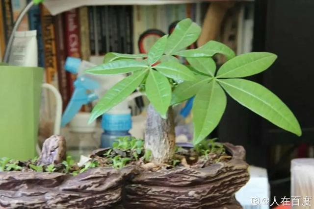 家里养盆虎皮兰，小花盆、挤着养，疯狂开花爆小崽！