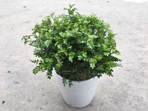 观赏价值|1种可以驱蚊的植物，比绿萝还好养，耐寒又耐热，养一盆飘香满屋