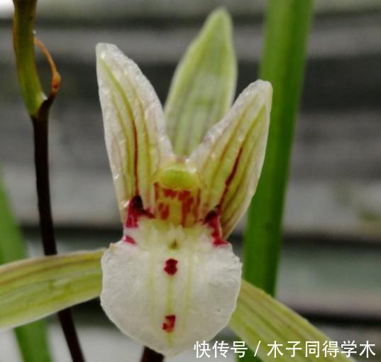 寒兰|寒兰是一种冬天才开花的兰花,那大叶寒兰和细叶寒兰有什么区别?