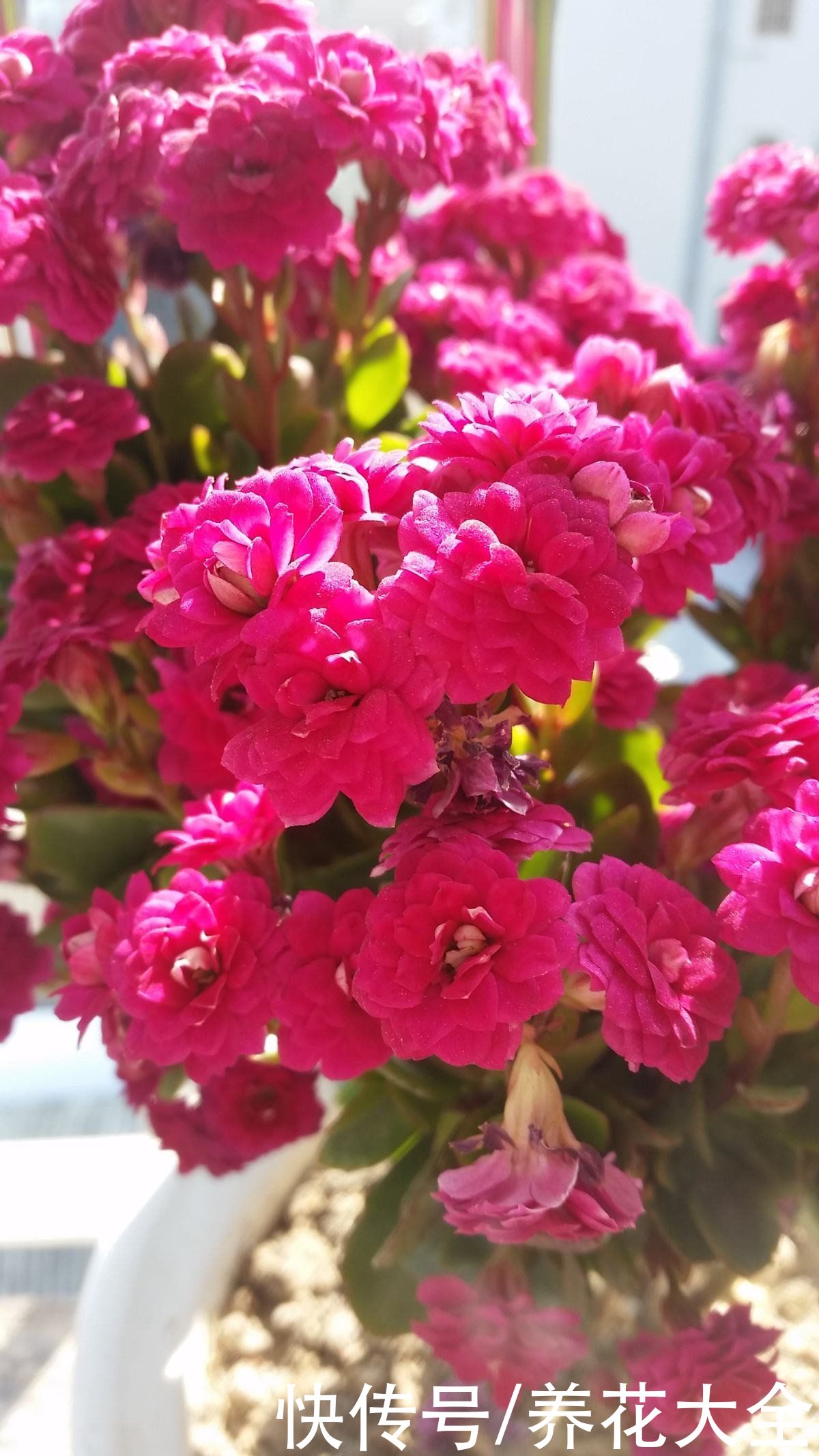 家里的快递盒子别丢掉，拿来养花效果好，还特省钱