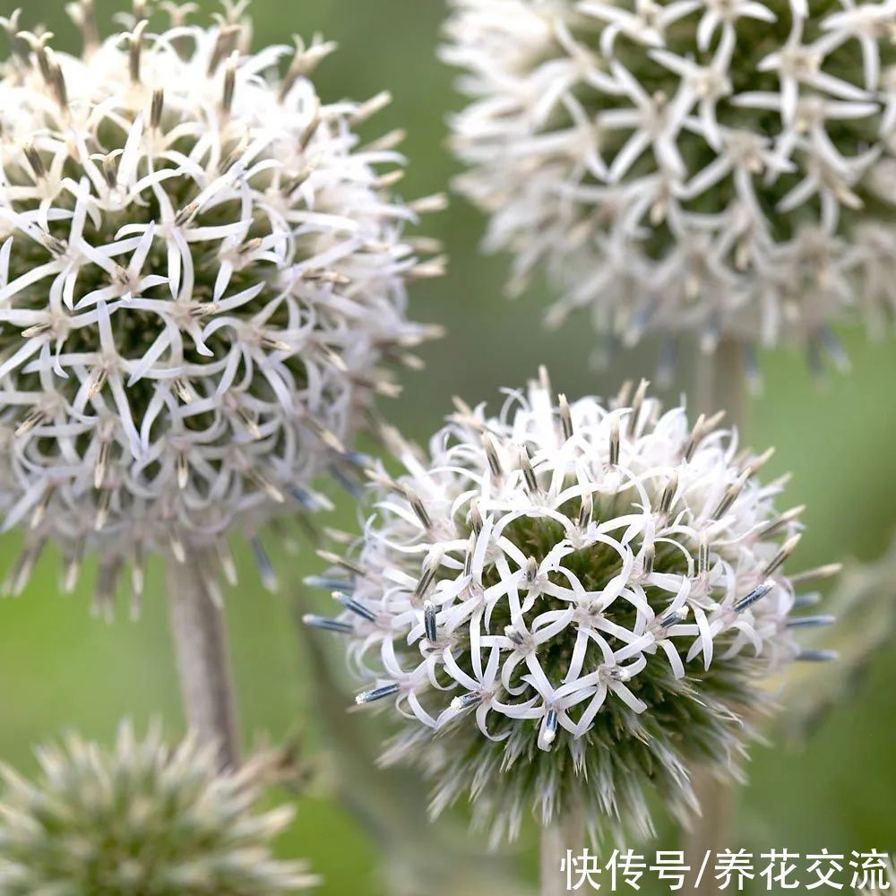 5种长相奇特的开花植物,南北地区都有合适的品种可选