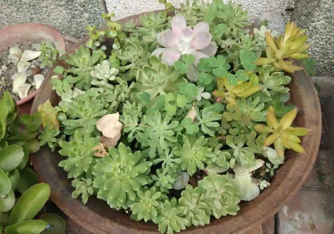 10个偏方,能省不少钱,把花养的又肥又壮