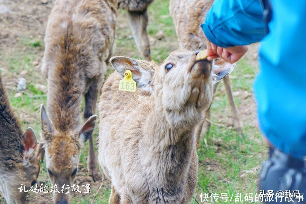 动物|中原地区首个云上牧场千只动物萌翻游客距郑州40公里成网红景点