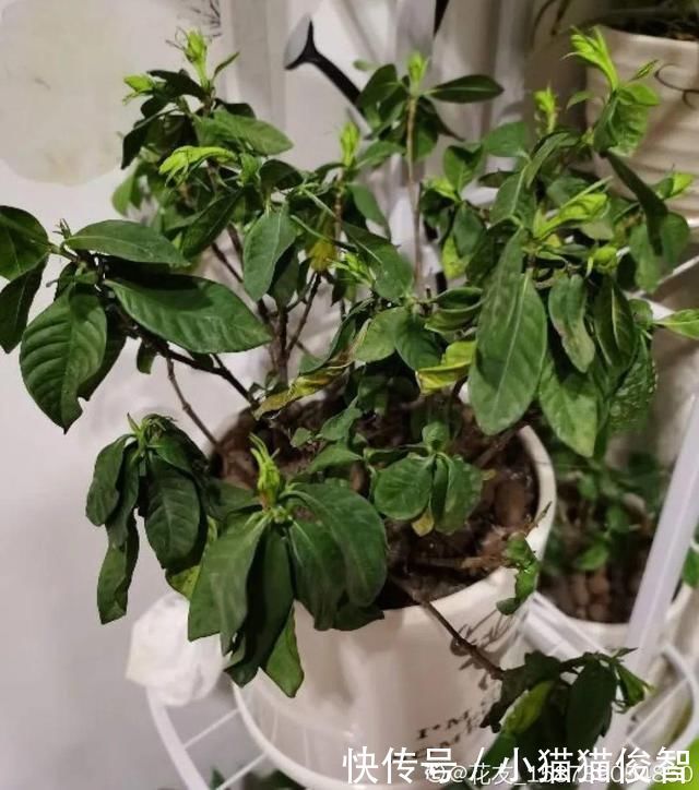 5种花盆养花,怪不得都死了,全是样子货