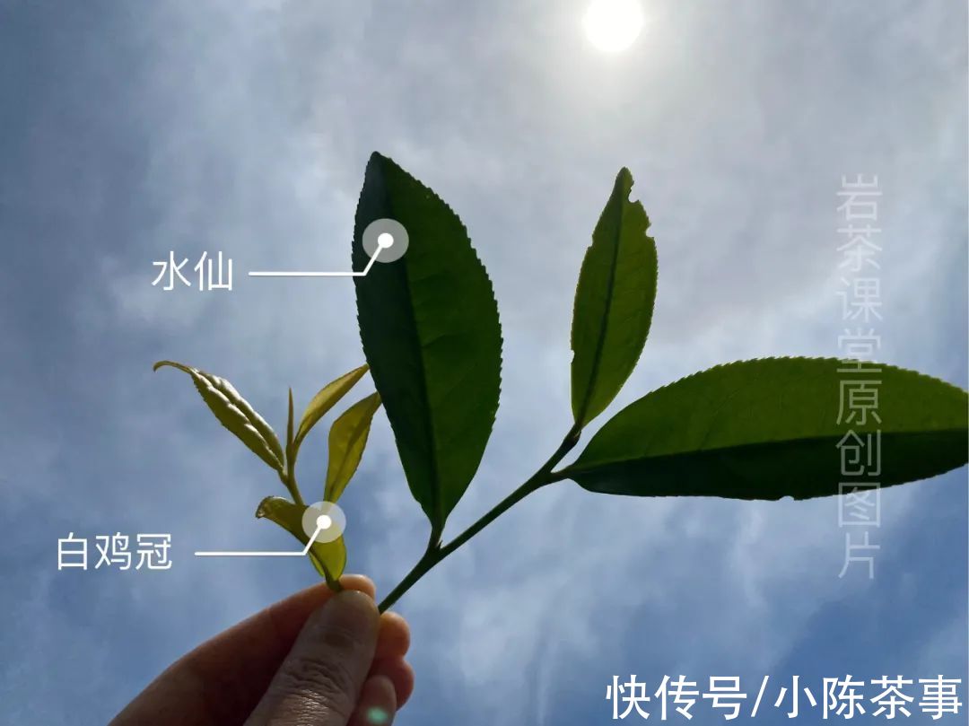 肉桂#30年前的岩茶是什么样的？从品种到火功，聊聊武夷岩茶的5大变化