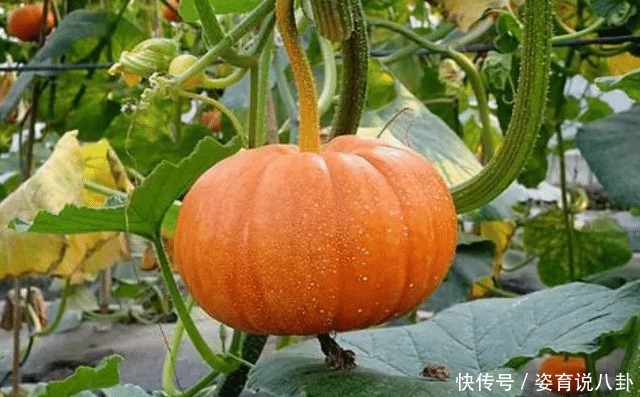 延缓衰老|这几种食物被称为“天然叶酸”,女性推荐常吃,好处多多