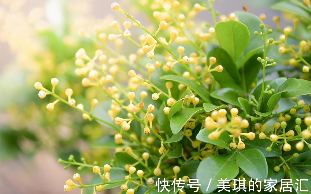 光照|想要米兰长大一圈,几点养护要做好,不仅长得快,还能持续开花