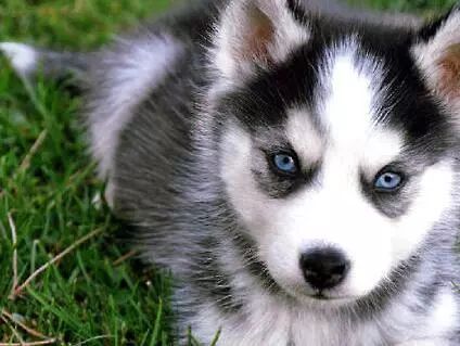 狗狗突然呼吸困难