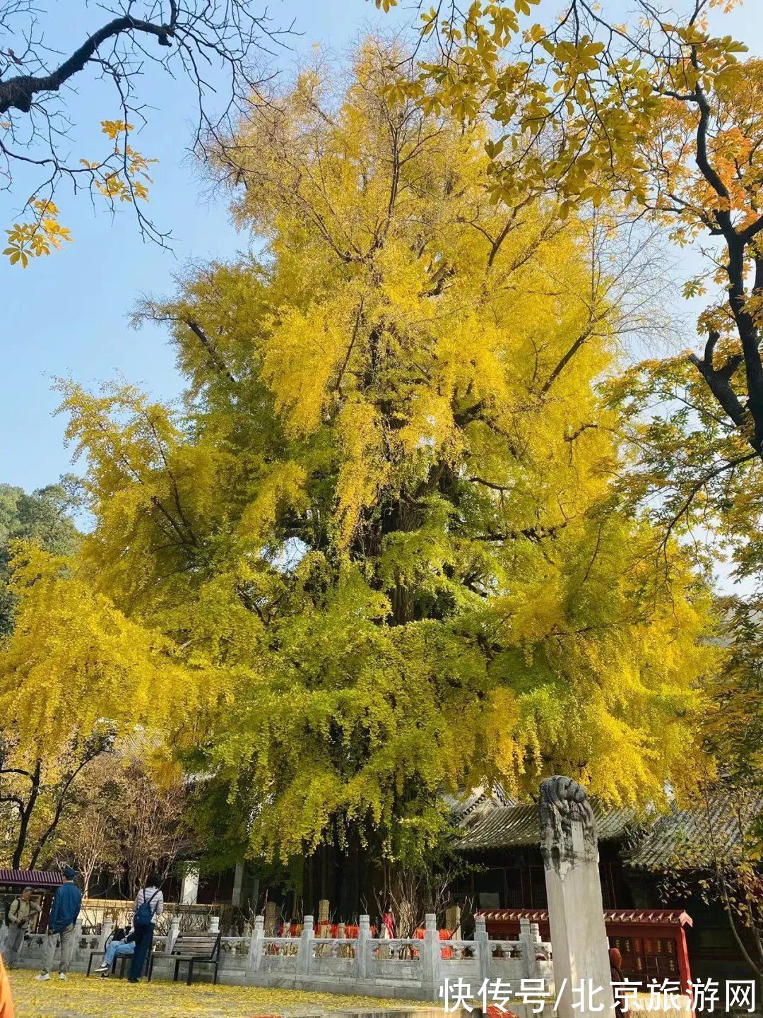 满城尽带黄金甲|金灿灿银杏香，寻秋潭柘寺！