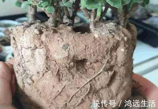 养花的土太结实倒进去“1种”液体，5分钟后，土壤疏松又透气