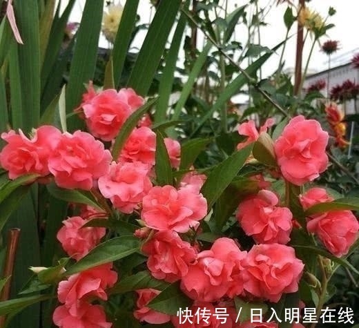 月季|这5种花,不要钱也不能养,全都有毒,养了后悔都来不及