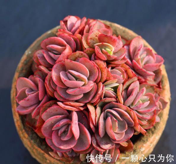 新手养多肉秀妍,做好4件事,叶片红艳美极了,还能养成小老桩