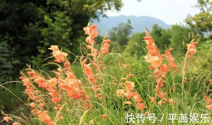 沾土就活,种门口长成一大簇,邻居天天跑来看!