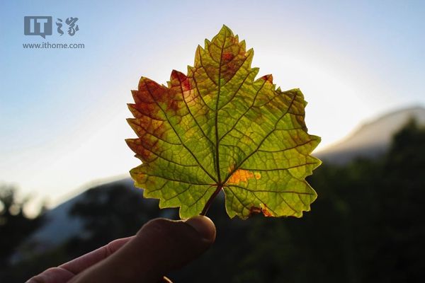 啃秋|今日立秋：风吹一片叶，万物已惊秋