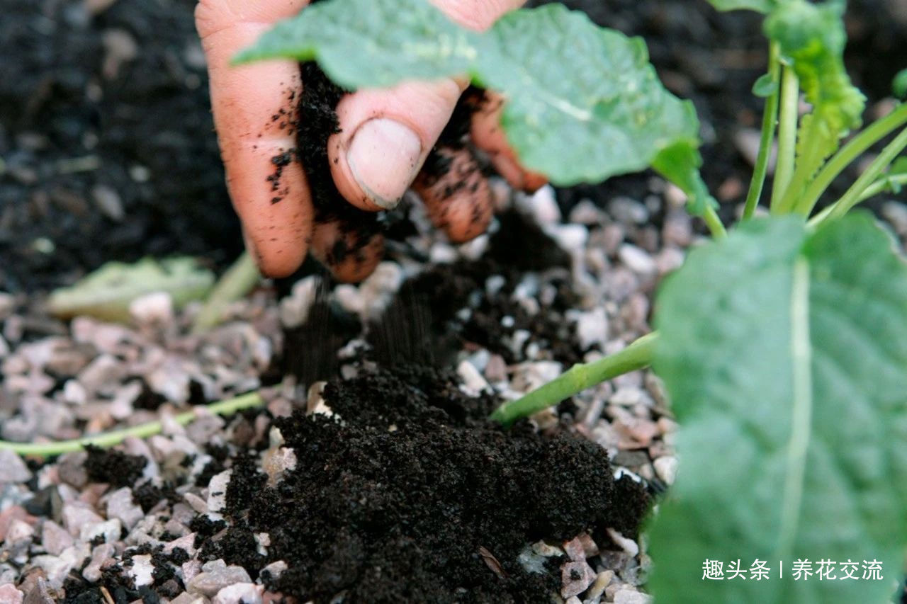 在家里养花时,肥皂水、鸡蛋壳或煮菜的水别丢,是可以用来养花的