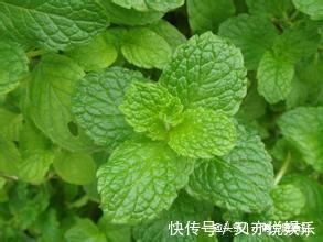 牙疼|爷爷每日用薄荷叶熬水喝,坚持15天后,牙齿发生了这样的变化